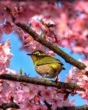 Обои Japanese White Eye Hiding In Sakura 128x160