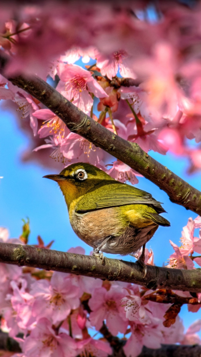 Japanese White Eye Hiding In Sakura wallpaper 640x1136