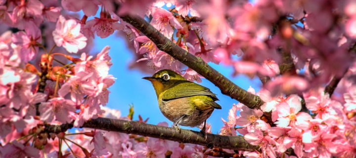 Screenshot №1 pro téma Japanese White Eye Hiding In Sakura 720x320