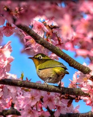 Japanese White Eye Hiding In Sakura - Fondos de pantalla gratis para Nokia Asha 311