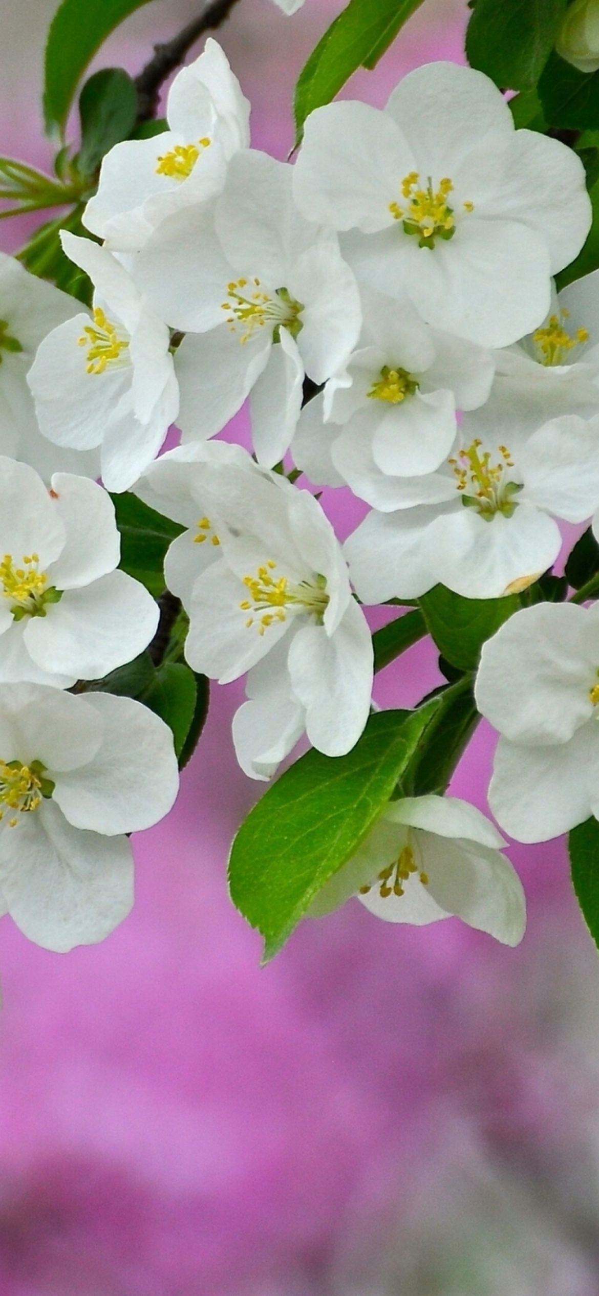 Fondo de pantalla Beautiful Spring Blossom 1170x2532