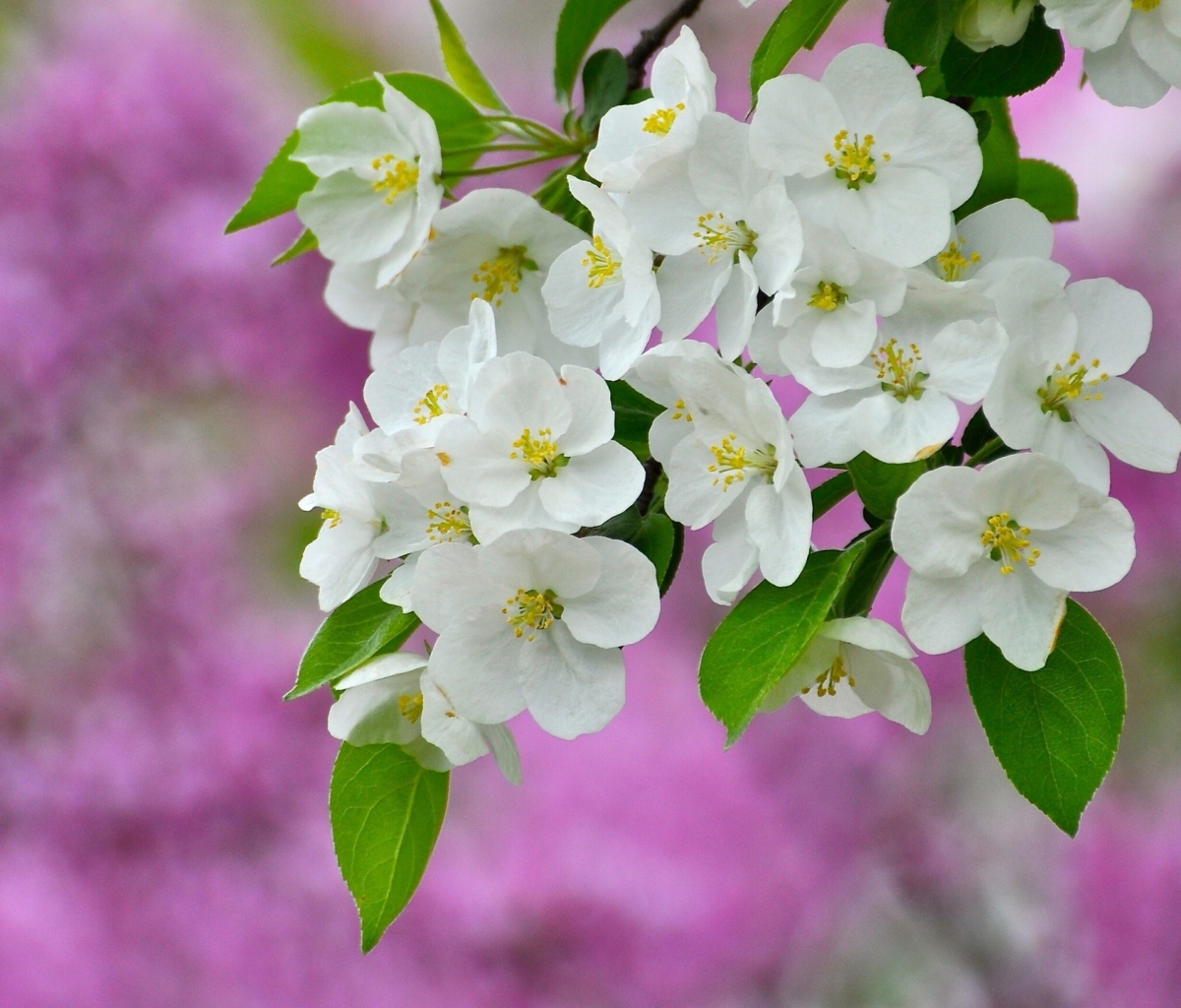 Das Beautiful Spring Blossom Wallpaper 1200x1024