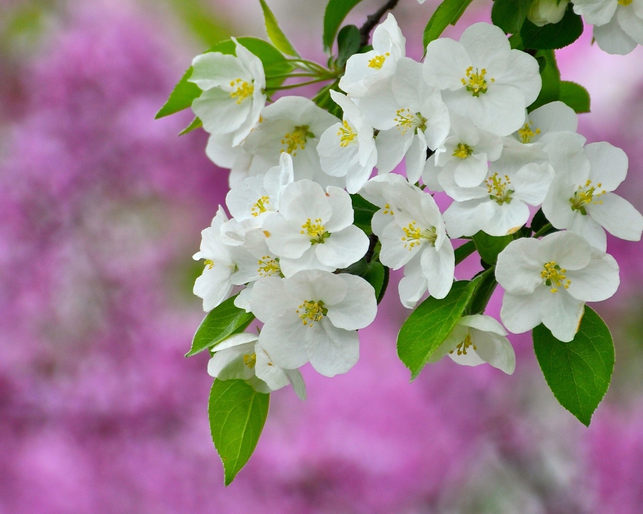 Das Beautiful Spring Blossom Wallpaper 1280x1024