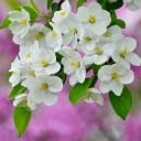 Beautiful Spring Blossom screenshot #1 128x128