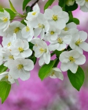 Das Beautiful Spring Blossom Wallpaper 128x160