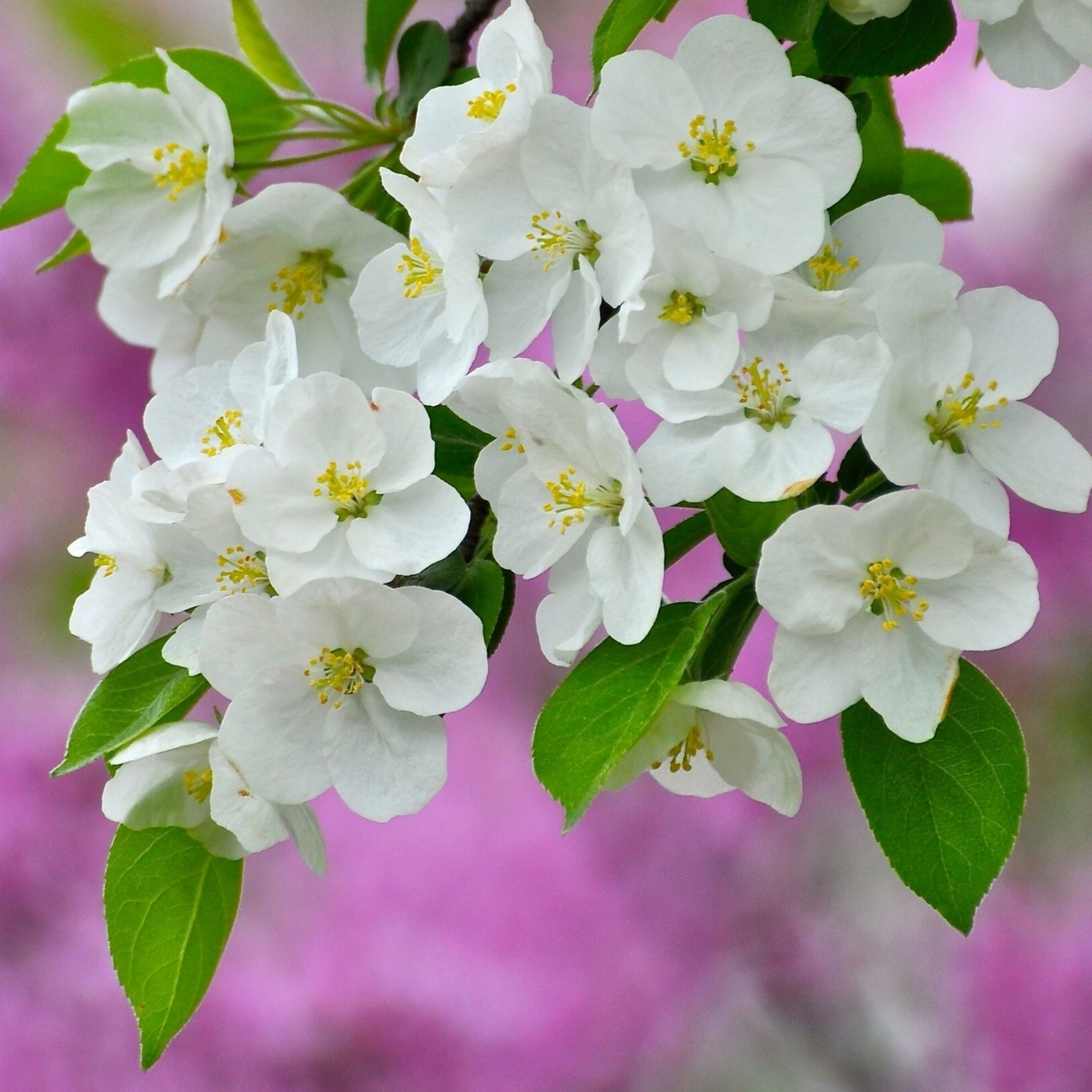 Das Beautiful Spring Blossom Wallpaper 2048x2048