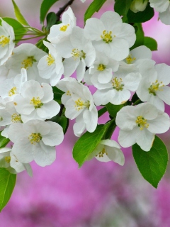 Screenshot №1 pro téma Beautiful Spring Blossom 240x320