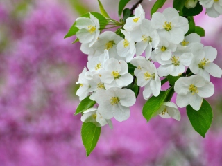 Das Beautiful Spring Blossom Wallpaper 320x240