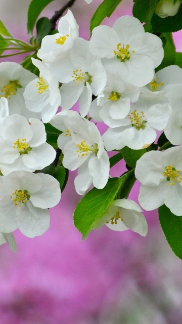 Das Beautiful Spring Blossom Wallpaper 360x640