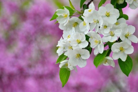 Das Beautiful Spring Blossom Wallpaper 480x320