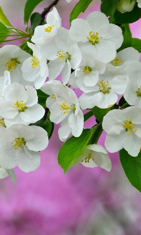 Das Beautiful Spring Blossom Wallpaper 480x800