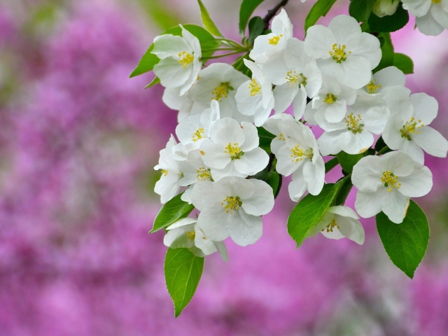 Das Beautiful Spring Blossom Wallpaper 640x480