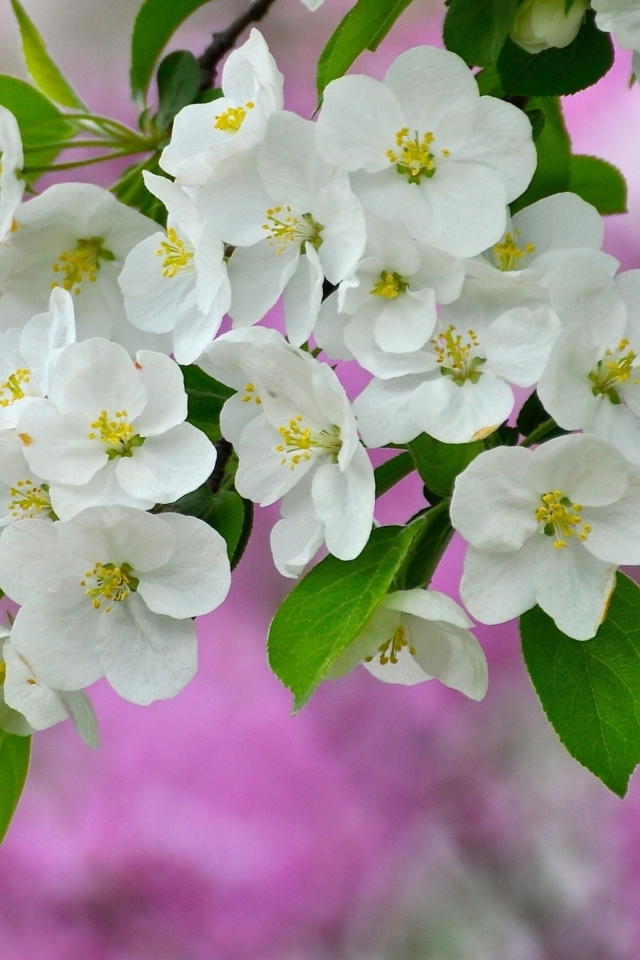 Fondo de pantalla Beautiful Spring Blossom 640x960