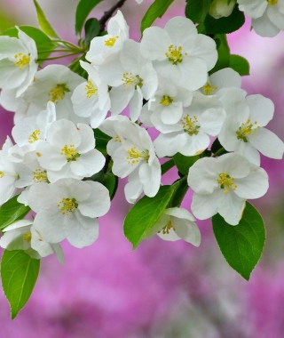 Beautiful Spring Blossom sfondi gratuiti per Nokia 5800 XpressMusic