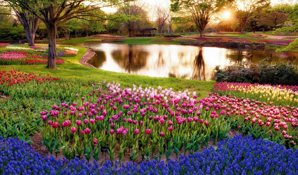 Tulip park on Mainau island in Baden Wurttemberg wallpaper 1024x600