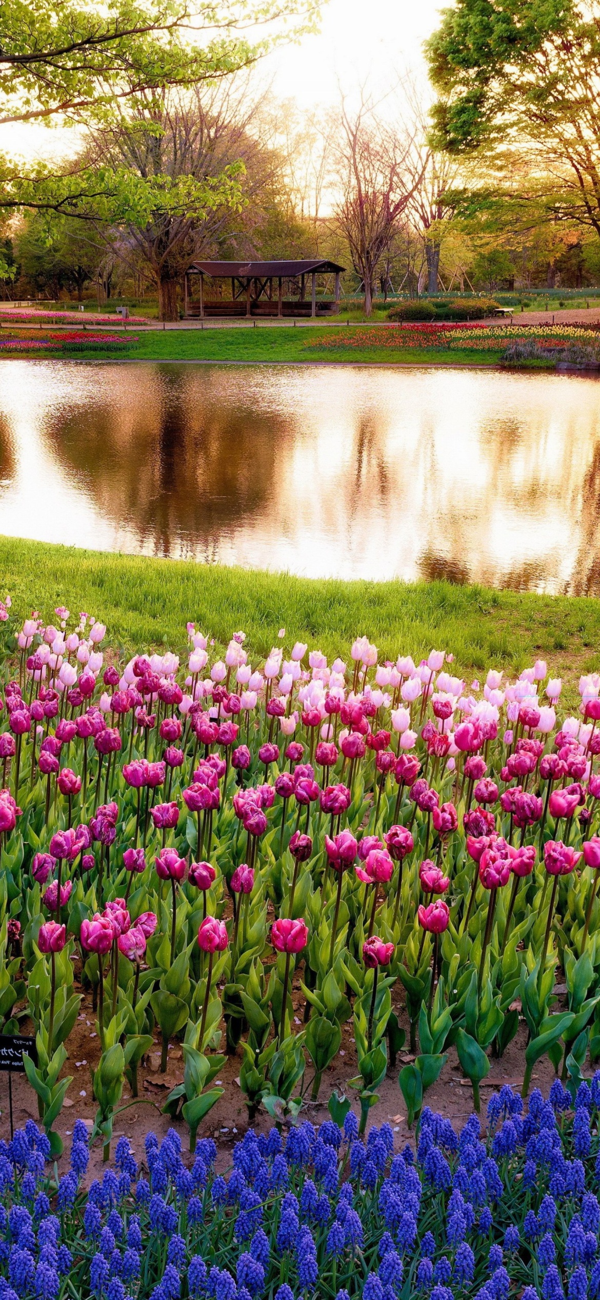 Sfondi Tulip park on Mainau island in Baden Wurttemberg 1170x2532