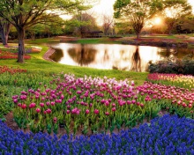 Tulip park on Mainau island in Baden Wurttemberg wallpaper 220x176