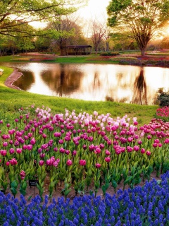 Fondo de pantalla Tulip park on Mainau island in Baden Wurttemberg 240x320