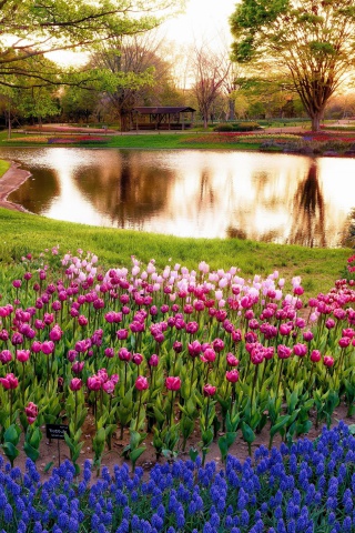 Tulip park on Mainau island in Baden Wurttemberg screenshot #1 320x480