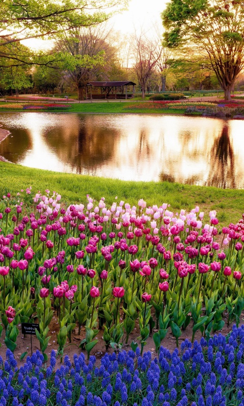 Обои Tulip park on Mainau island in Baden Wurttemberg 480x800