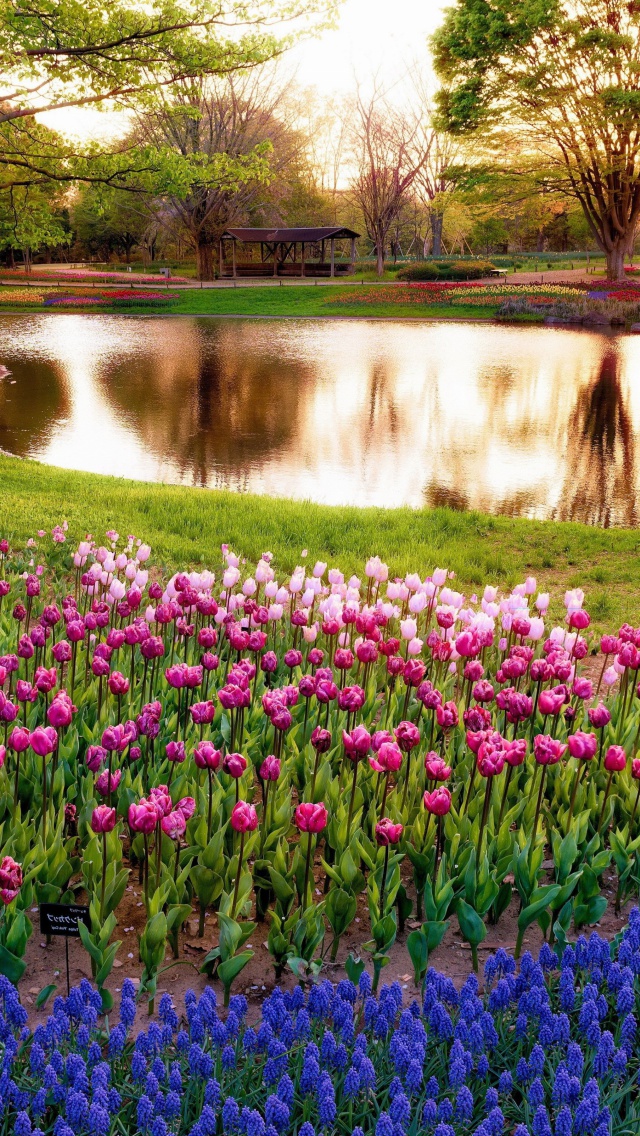 Обои Tulip park on Mainau island in Baden Wurttemberg 640x1136