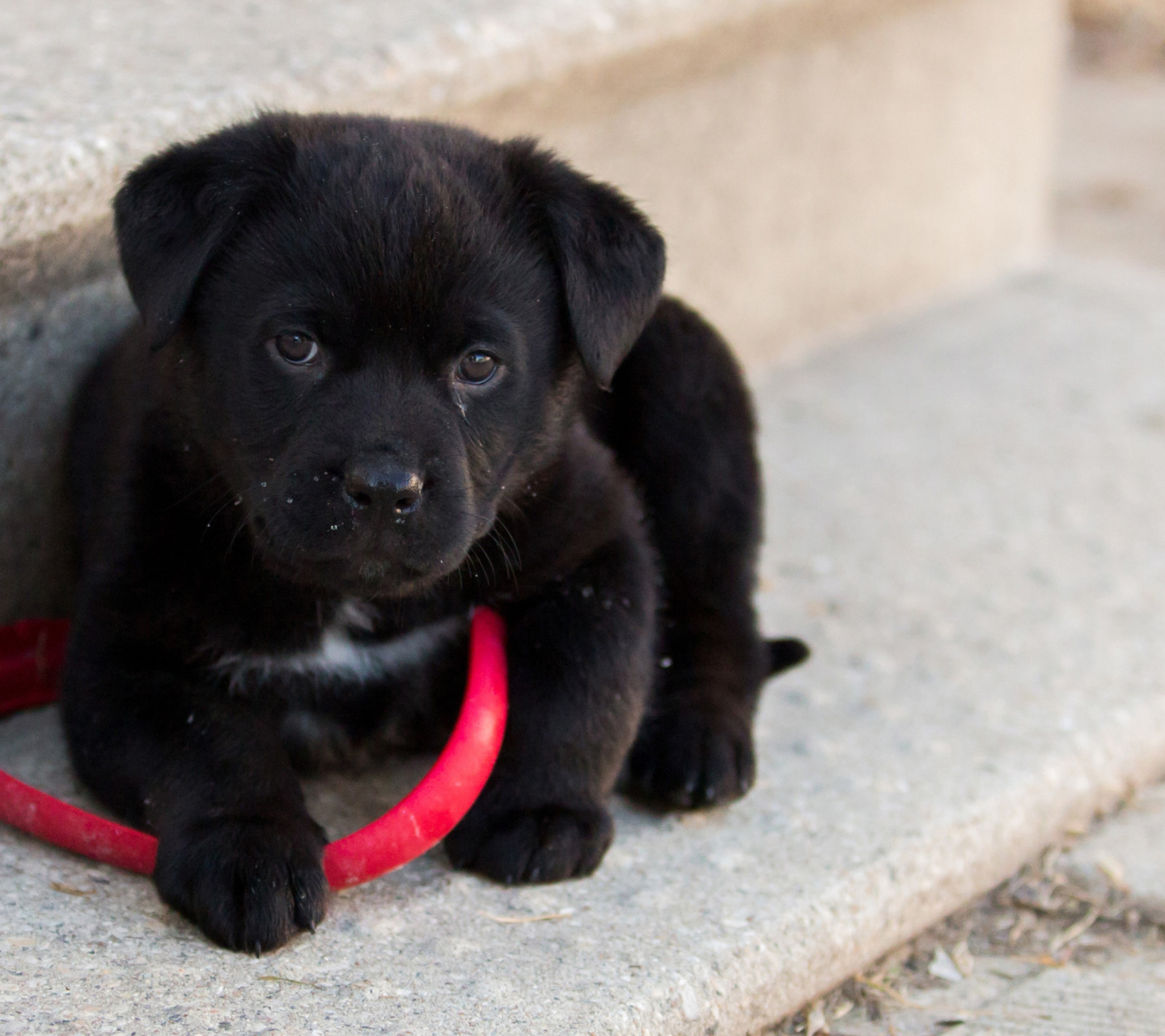 Das Black puppy Wallpaper 1440x1280