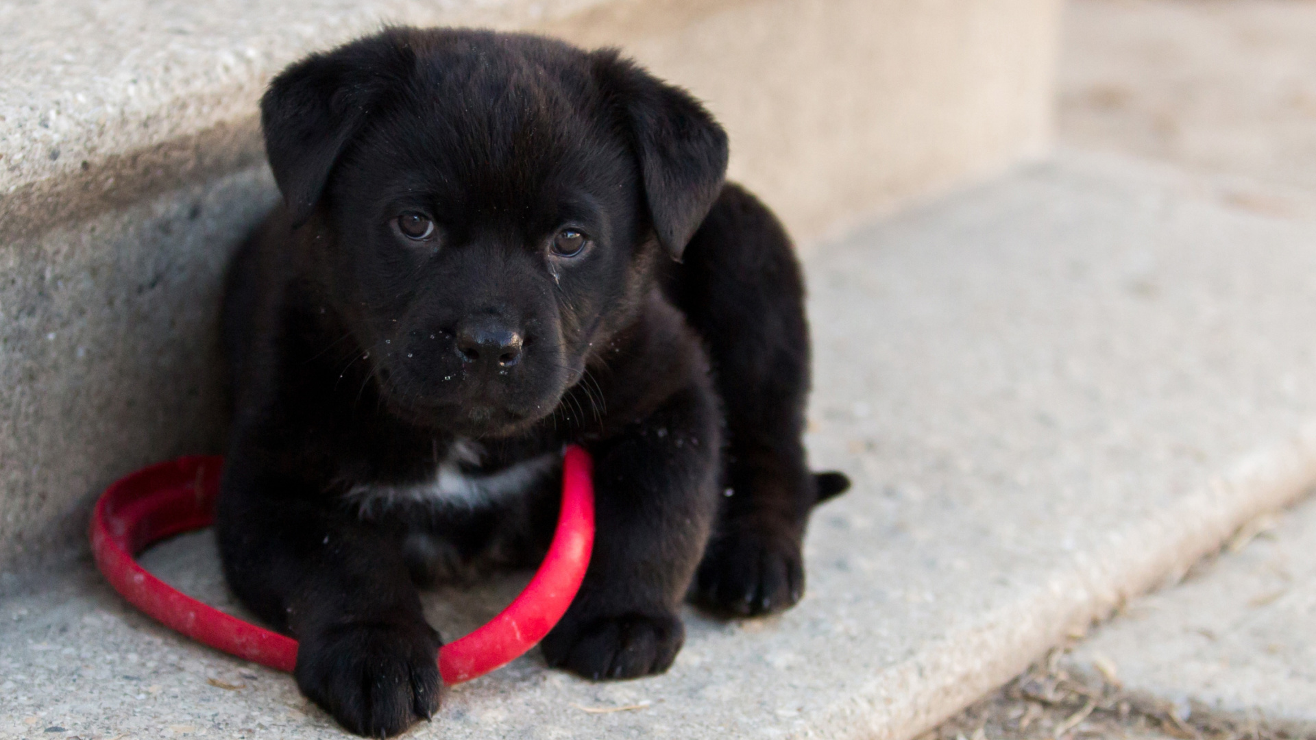 Fondo de pantalla Black puppy 1920x1080