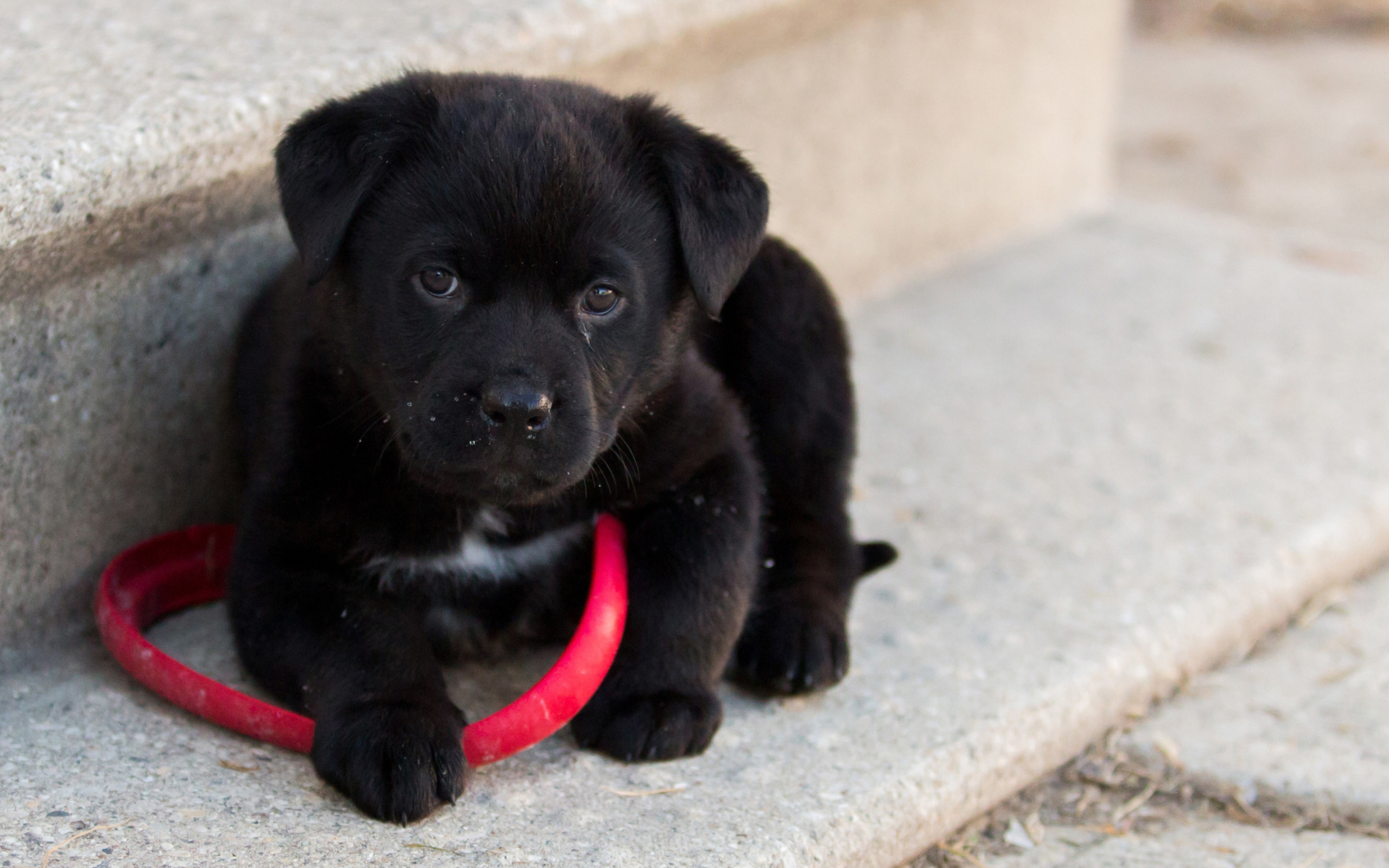 Fondo de pantalla Black puppy 2560x1600