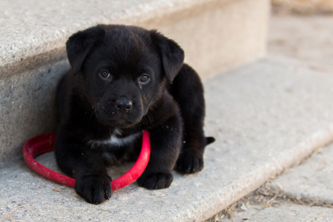 Fondo de pantalla Black puppy 480x320