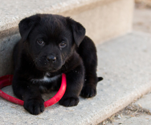 Black puppy wallpaper 480x400