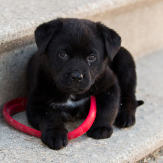 Black puppy sfondi gratuiti per Samsung B159 Hero Plus