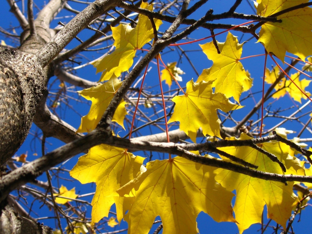 Sfondi Yellow Maple Leaves 1024x768