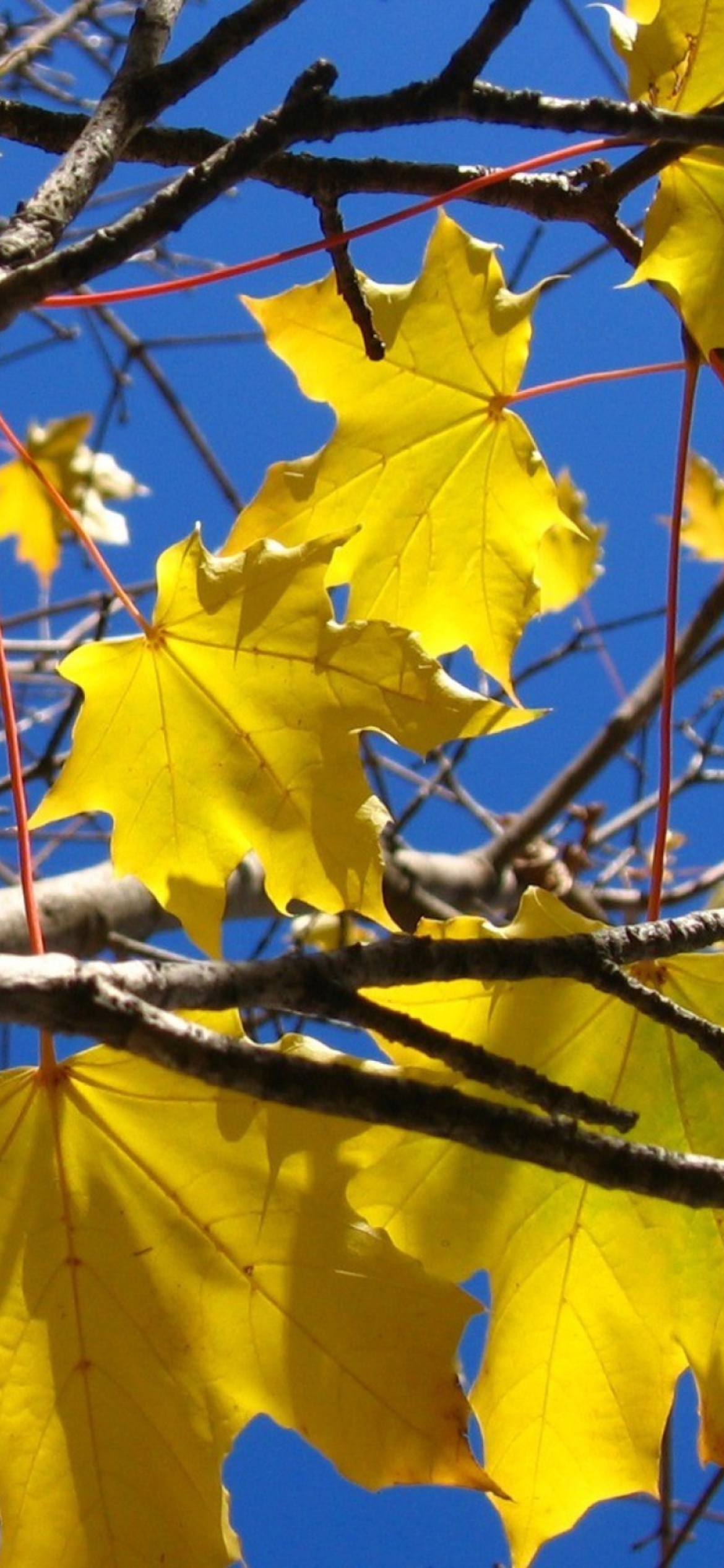Das Yellow Maple Leaves Wallpaper 1170x2532