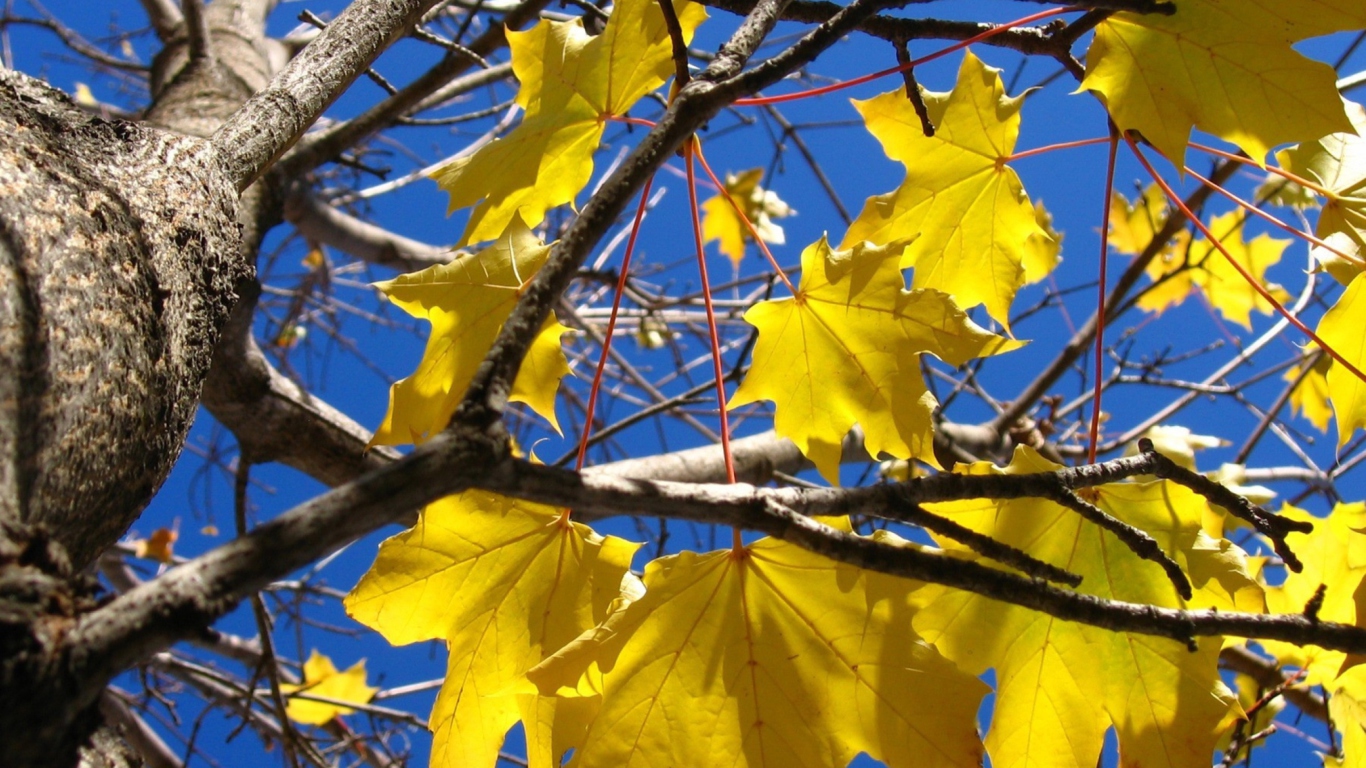 Sfondi Yellow Maple Leaves 1366x768