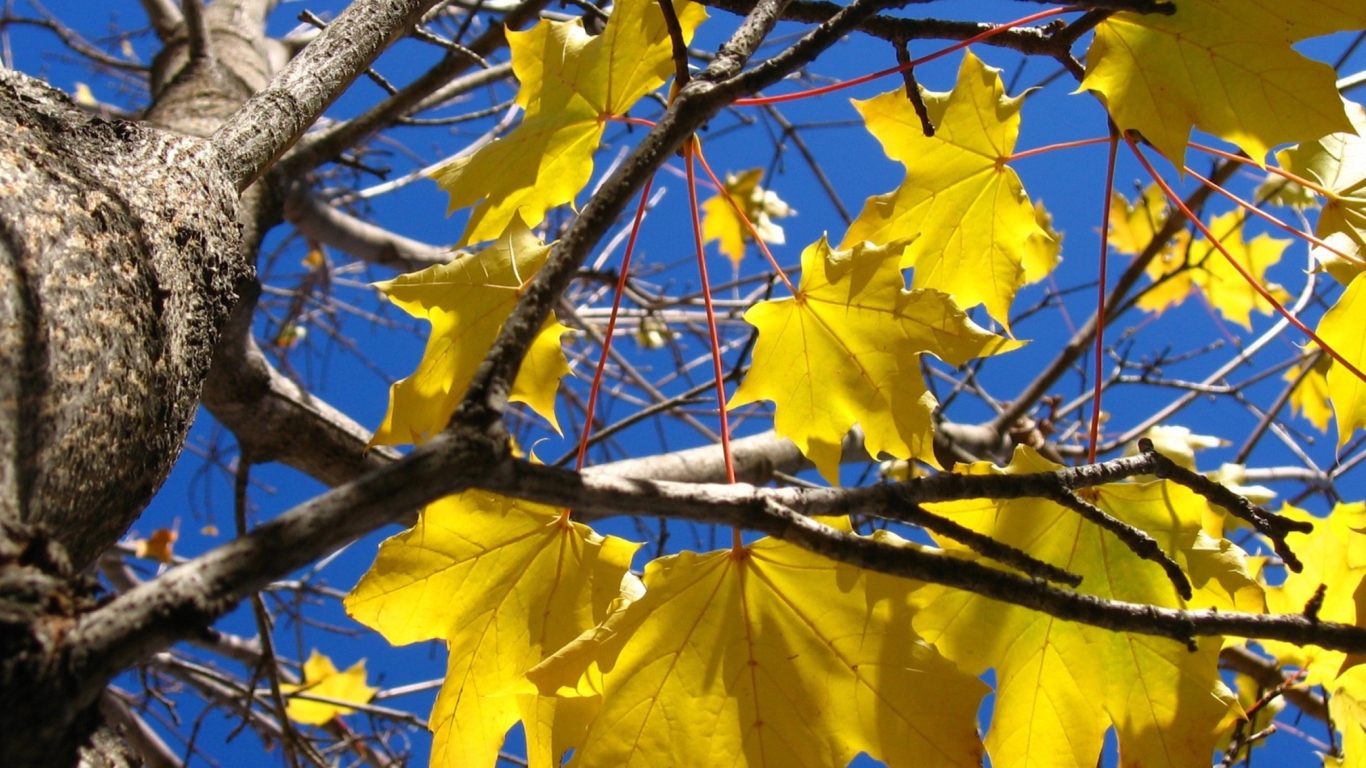 Screenshot №1 pro téma Yellow Maple Leaves 1366x768