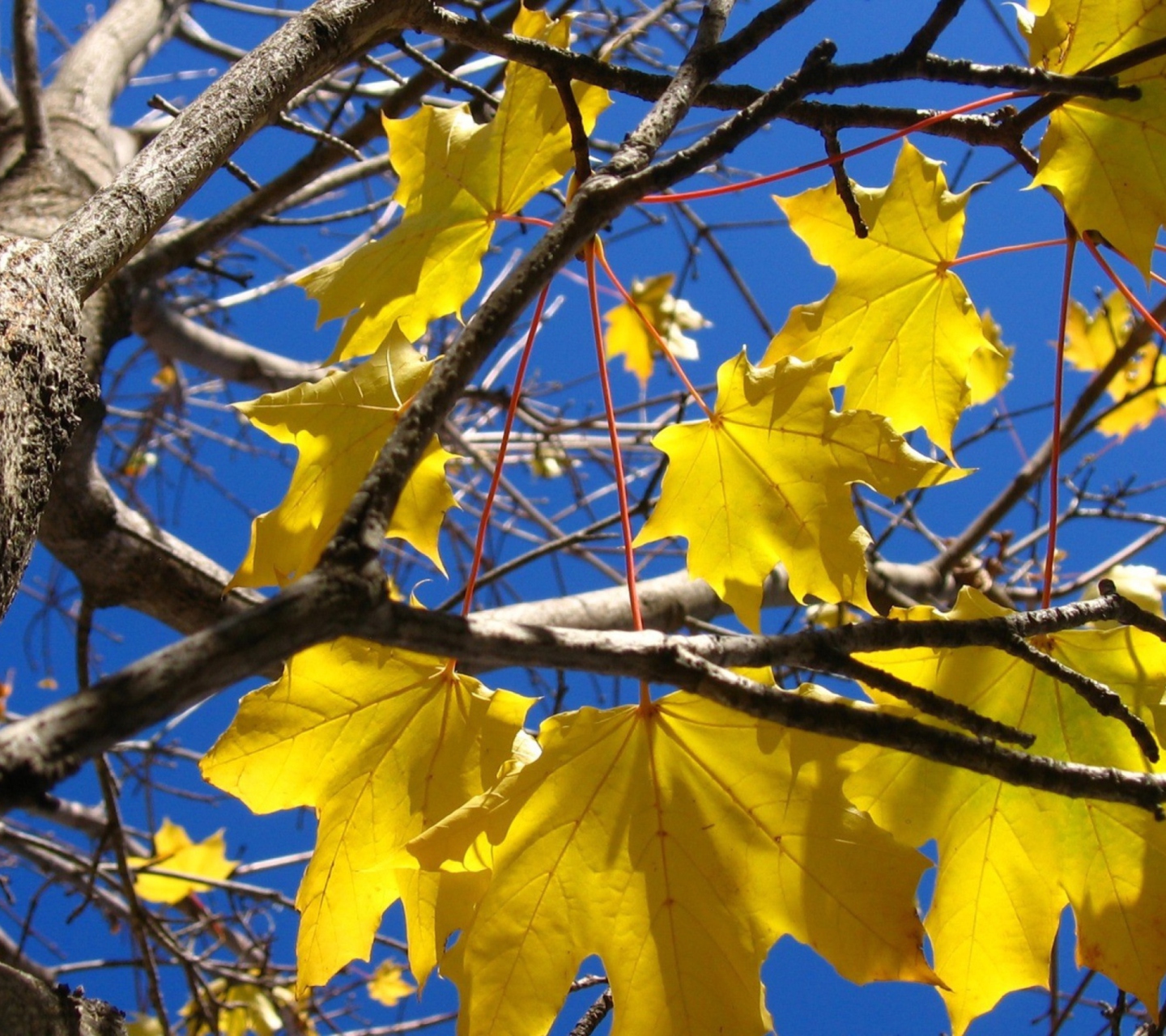 Yellow Maple Leaves screenshot #1 1440x1280