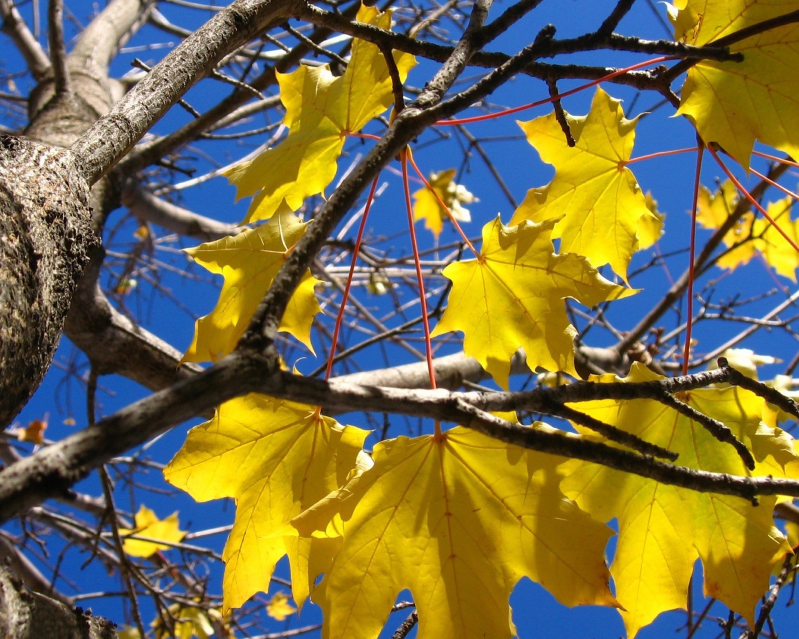 Das Yellow Maple Leaves Wallpaper 1600x1280