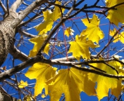 Das Yellow Maple Leaves Wallpaper 176x144