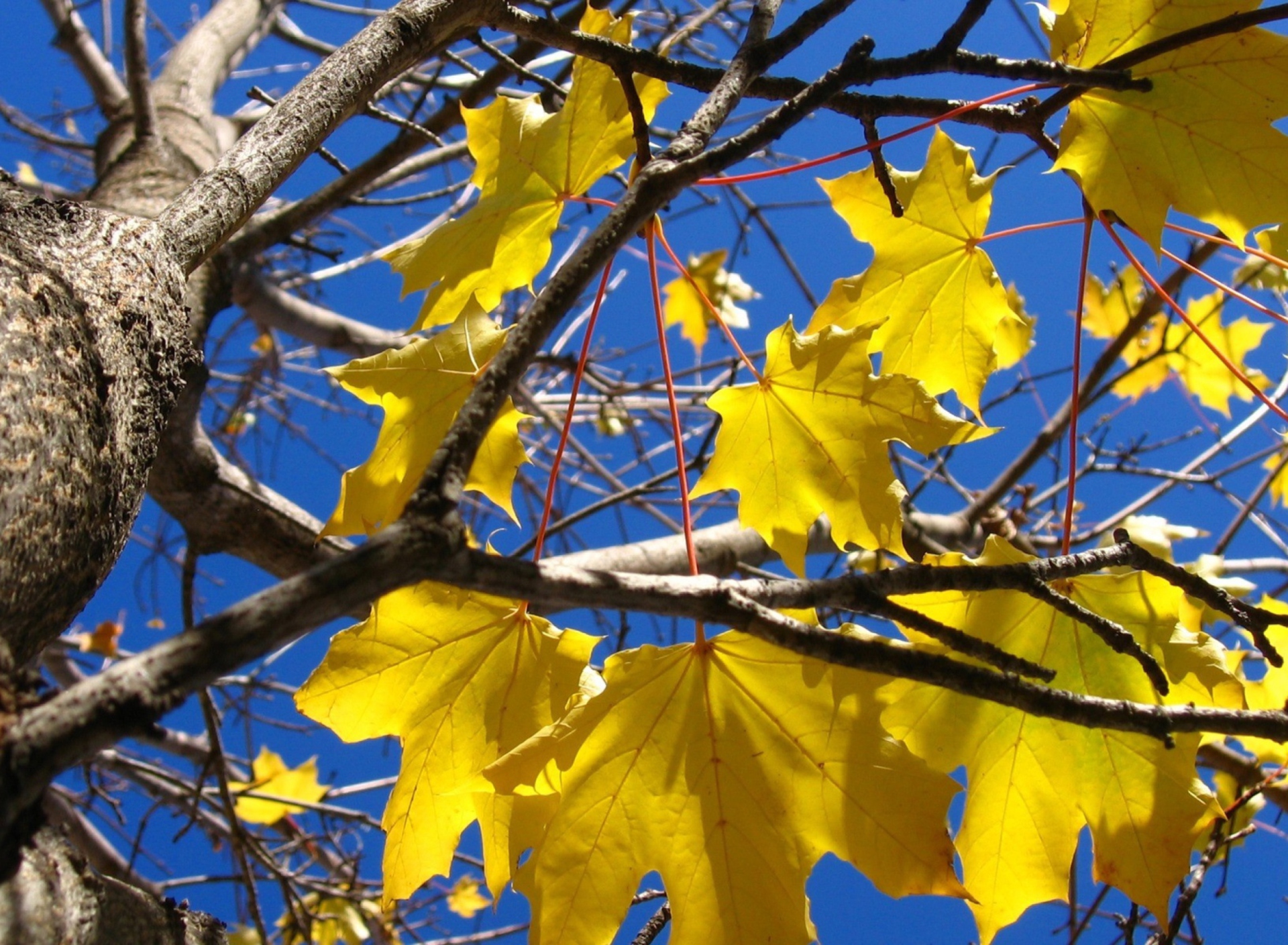 Fondo de pantalla Yellow Maple Leaves 1920x1408