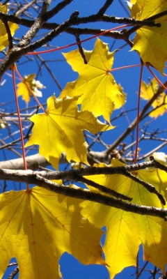 Yellow Maple Leaves wallpaper 240x400