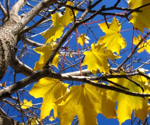 Das Yellow Maple Leaves Wallpaper 480x400