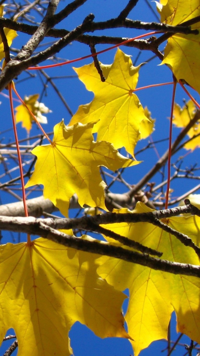 Обои Yellow Maple Leaves 640x1136