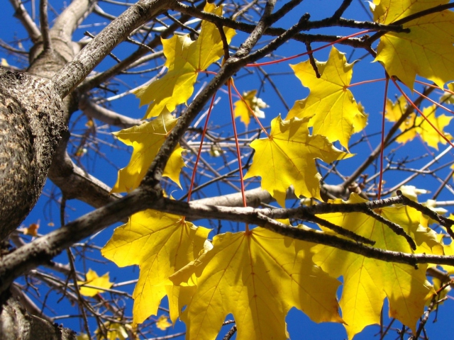 Das Yellow Maple Leaves Wallpaper 640x480