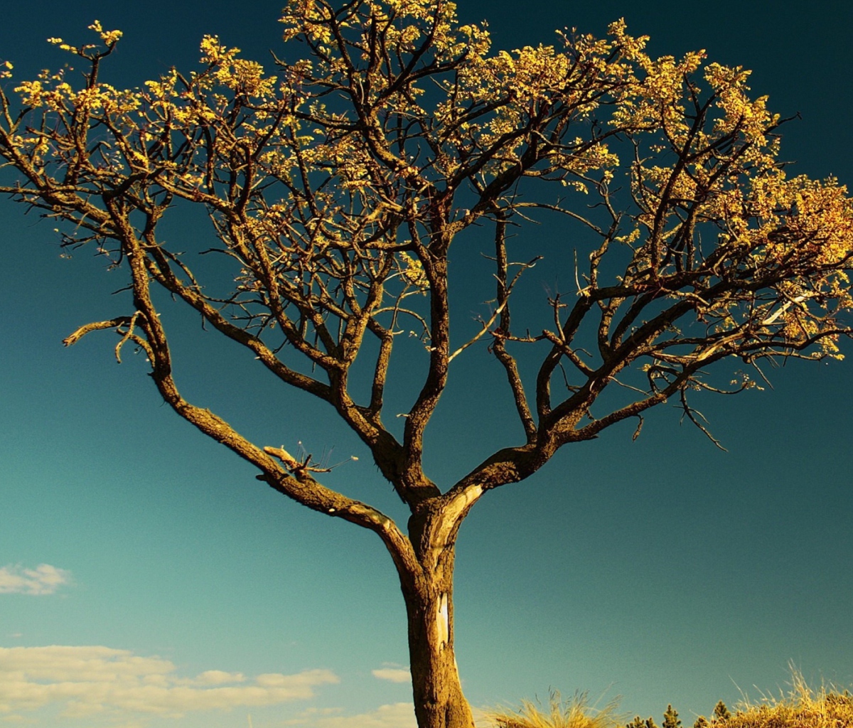 Tree Against Sky screenshot #1 1200x1024