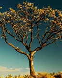 Das Tree Against Sky Wallpaper 128x160