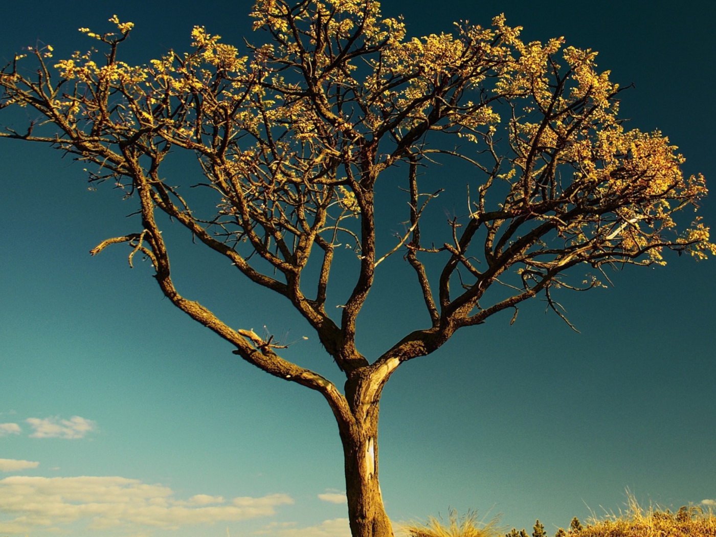 Tree Against Sky screenshot #1 1400x1050