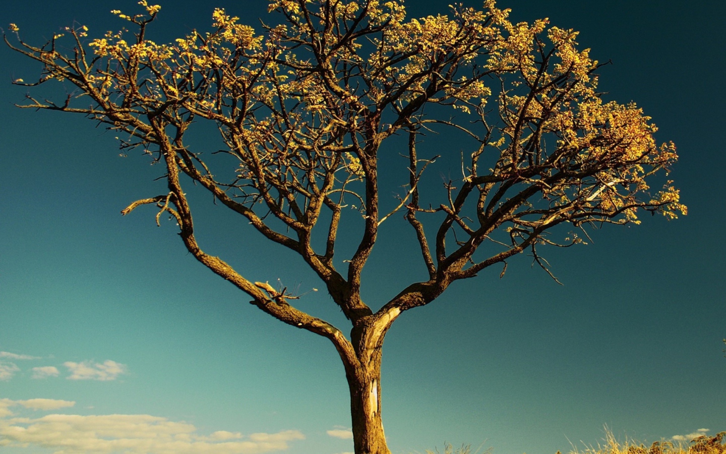 Обои Tree Against Sky 1440x900