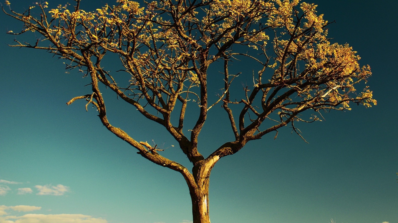Das Tree Against Sky Wallpaper 1600x900