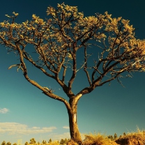 Das Tree Against Sky Wallpaper 208x208