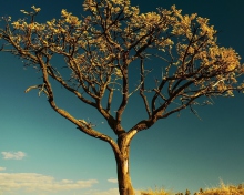 Sfondi Tree Against Sky 220x176